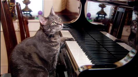 E258 美国天才猫咪，不仅会弹钢琴，还举办了自己的音乐会 - YouTube