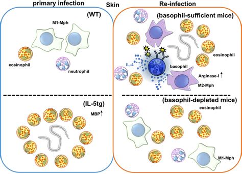 | Immune responses against Nippostrongylus brasiliensis (Nb) infection ...