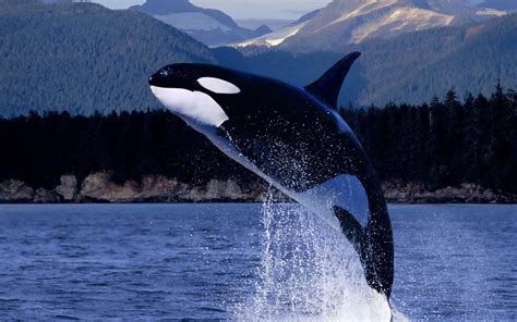 Killer Whale Breaching - Stunning HD Wallpaper