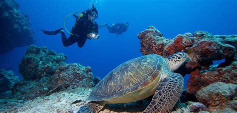 Maldives Diving - Scuba Diving Maldives - Dive Maldives