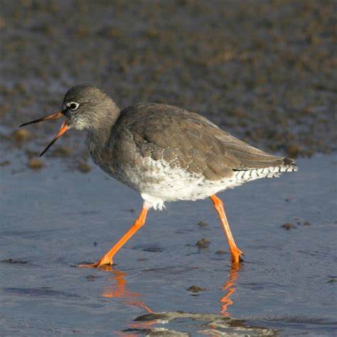 Redshank | BTO - British Trust for Ornithology