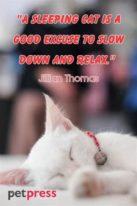 50+ Adorable Sleeping Cat Quotes That Can Spark Your Wit