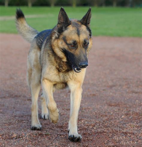 Free Images : animal, walk, german shepherd, vertebrate, dog breed, old german shepherd dog ...
