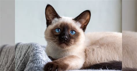 Siamese Cat Personality 101: Pros & Cons of a Siamese Cat