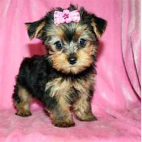 I want one of these cute little thangs so bad :-) | Yorkshire terrier puppies, Teacup yorkie ...