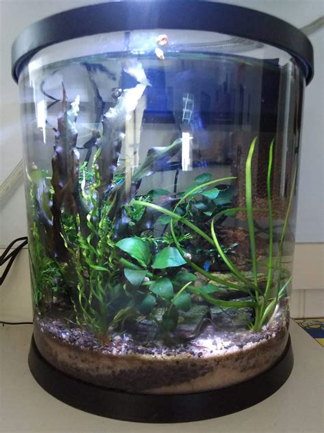 Easy Planted Nano Desktop Shrimp Tank for under $50 Build - The Planted ...