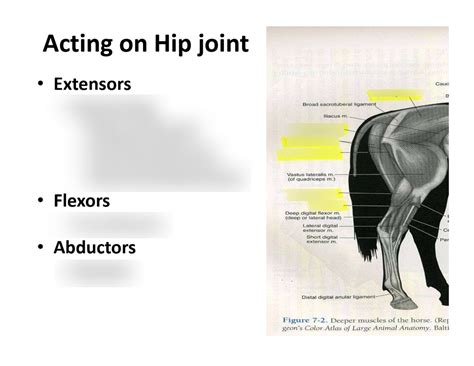 Muscles Acting on the Hip Joint Diagram | Quizlet