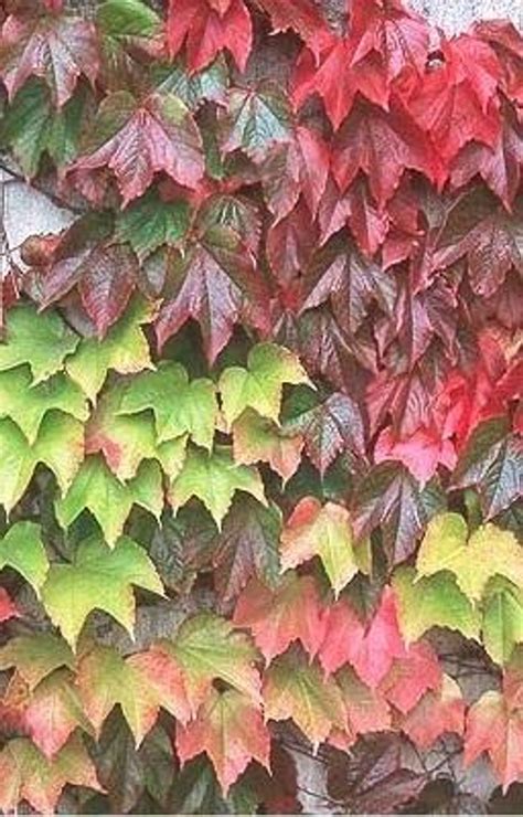 Parthenocissus tricuspidata shipped from Grower to your door