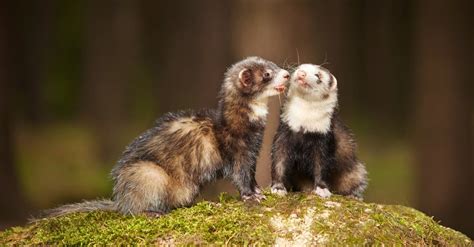 Stoat vs Ferret: What Are The Differences? - A-Z Animals