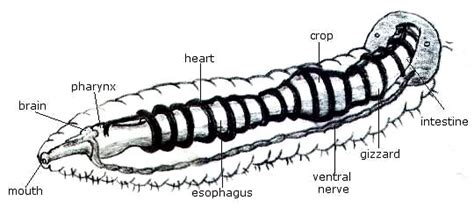 Notes: Annelids