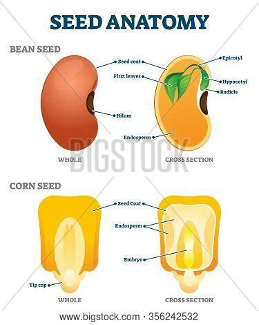 Seed Anatomy Vector Vector & Photo (Free Trial) | Bigstock