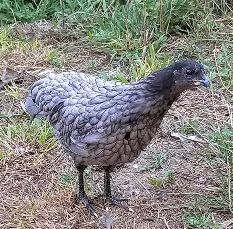 Blue Sumatra Chicken : Baby Chicks for Sale | Cackle Hatchery®