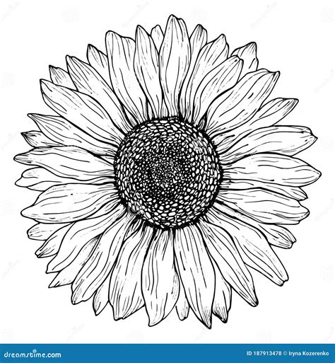 Sunflower Clip Art Black And White