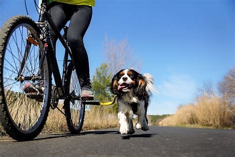 Best Dog Bike Trailer and Towing Leash – Woof Whiskers