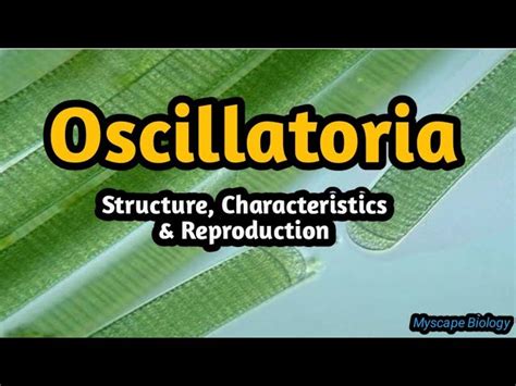 Oscillatoria Structure