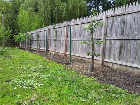 How to Espalier Fruit Trees - Stark Bro's