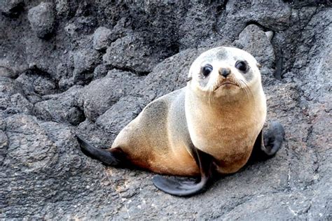 Cape Fur Seal – "OCEAN TREASURES" Memorial Library