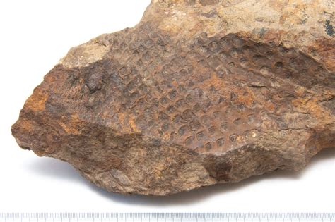 Lepidodendron in Sandstone - Fossils of Parks Township