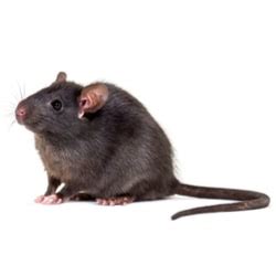 Roof Rats | Facts & Identification, Control & Prevention | Orkin Canada