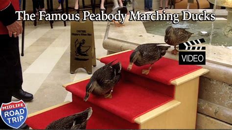 The Famous Marching Peabody Ducks