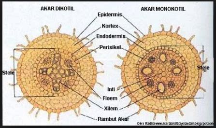 Akar Tumbuhan Struktur Marfologi Anatomi Fungsi Dan Jenis Jenisnya - Riset