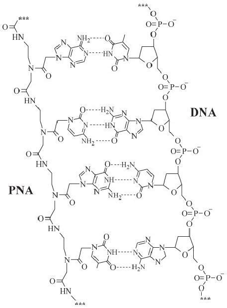 Peptide nucleic acid - Alchetron, The Free Social Encyclopedia