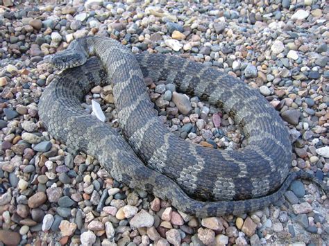 5 Types of Water Snakes in Pennsylvania! (ID Guide) – Nature Blog Network