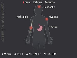 Researchers Focus on Heartland Virus Immunity