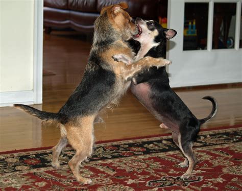 File:Dogs roughhousing by David Shankbone.jpg - Wikimedia Commons