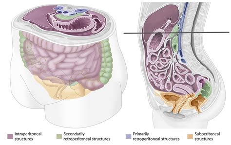 Organs In Peritoneal Cavity