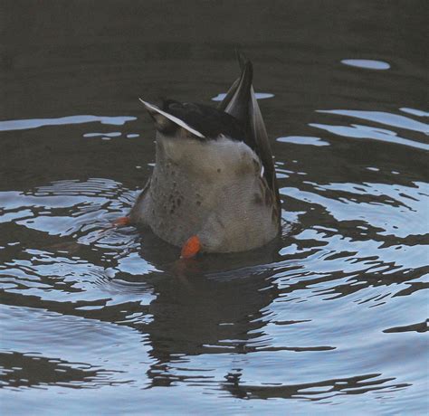 Dabbling Duck 3 Photograph by Cathy Lindsey | Fine Art America