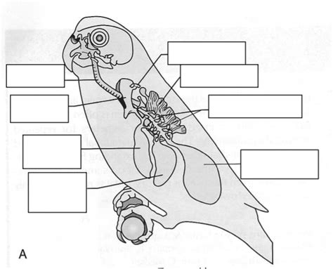 Avian Respiratory System Diagram | Quizlet