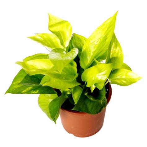 Buy Money Plant Golden online India at cheap price on plantsguru.com