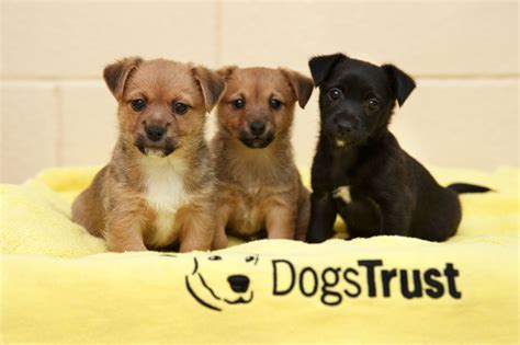 Dogs Trust reveals Dublin branch received 370 requests from people looking to surrender their ...