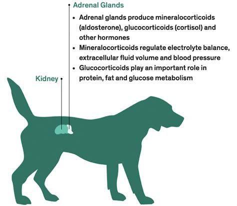 Addison’s Disease in Dogs: What You Need to Know - Petful