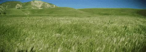 Rice Field GIFs - Find & Share on GIPHY