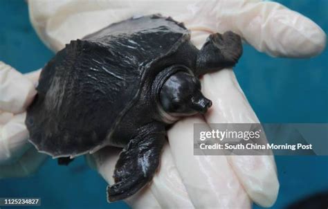 Pig Nosed Turtle Photos and Premium High Res Pictures - Getty Images