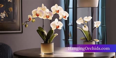 Meeting the Light Requirements for Healthy Orchid Growth