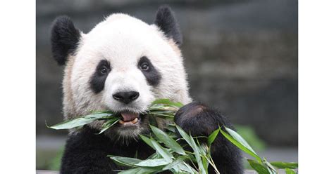 Calgary Zoo begins planned Panda breeding