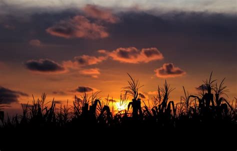 Premium Photo | A corn field with a sunset in the background