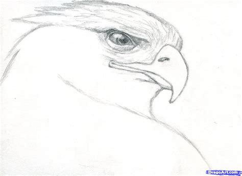 Step By Step Realistic Animal Drawings at Drawing Tutorials