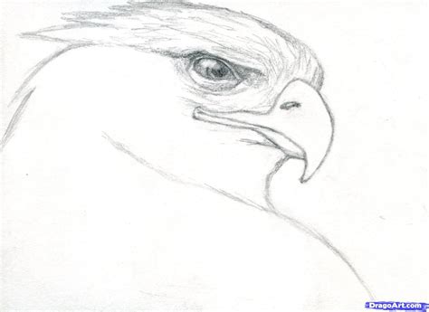 a pencil drawing of an eagle's head
