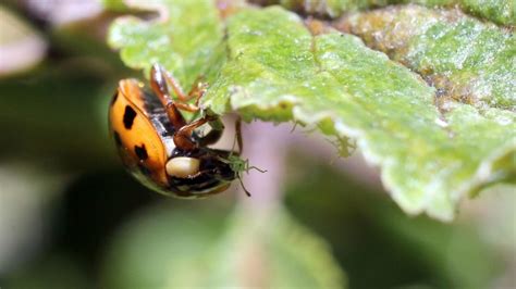 Ladybug Control: How to Get Rid of Ladybugs? - Pest Samurai