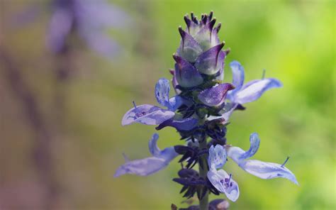 This Israeli Flower Smells Like Cannabis | Leafly