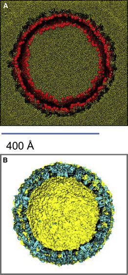 Simulation of the Dengue Virion Envelope | Download Scientific Diagram