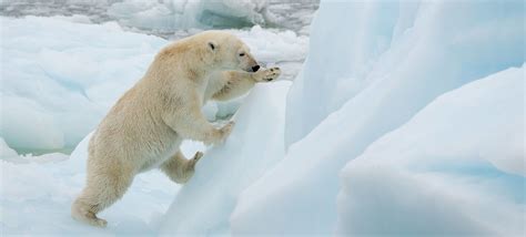 Ours polaire : faits, enjeux, actions | WWF.CA