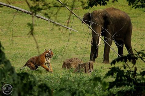 Tiger Vs Elephant Who Will Win