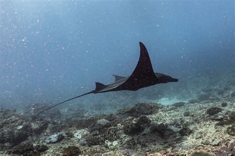 A manta ray swims over a coral reef photo – Free Bali Image on Unsplash