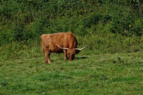 60+ Free Oxen & Cattle Images