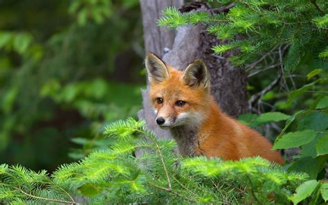 Fox Computer Wallpapers, Desktop Backgrounds | 2048x1280 | ID:425426 ...